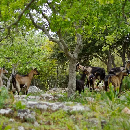 Ellotia & Asterion By Forest