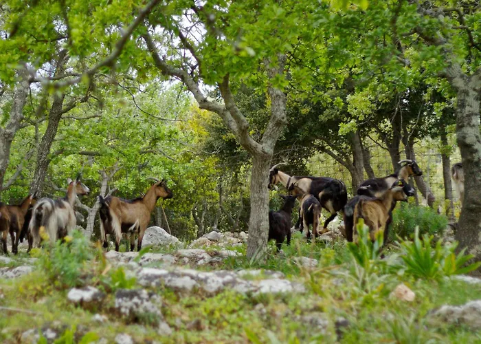 Ellotia & Asterion By Forest